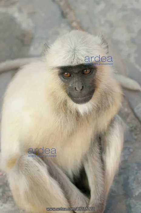 : Langur Monkey, Amber Fort, Jaipur, Rajasthan : Langur Monkey, Amber Fort, Jaipur, Rajasthan