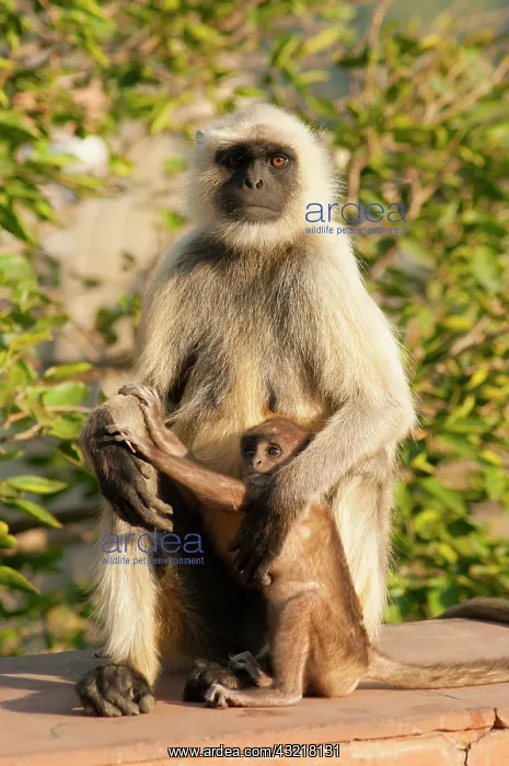 : Langur Monkey, Amber Fort, Jaipur, Rajasthan : Langur Monkey, Amber Fort, Jaipur, Rajasthan
