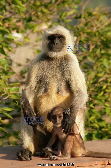 : Langur Monkey, Amber Fort, Jaipur, Rajasthan : Langur Monkey, Amber Fort, Jaipur, Rajasthan