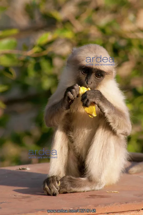 : Langur Monkey, Amber Fort, Jaipur, Rajasthan : Langur Monkey, Amber Fort, Jaipur, Rajasthan