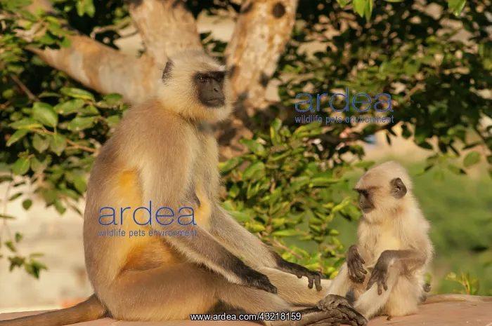 : Langur Monkey, Amber Fort, Jaipur, Rajasthan : Langur Monkey, Amber Fort, Jaipur, Rajasthan