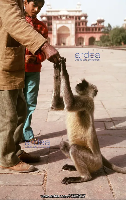 : Langur Monkey - begging for food : Langur Monkey - begging for food