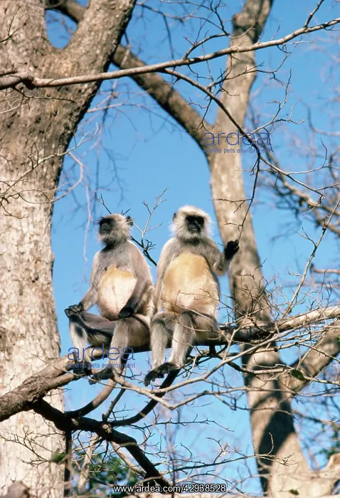  : Langur Monkey - x2 in tree