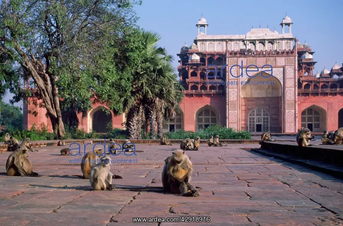 : LANGUR MONKEYS - at tomb : LANGUR MONKEYS - at tomb