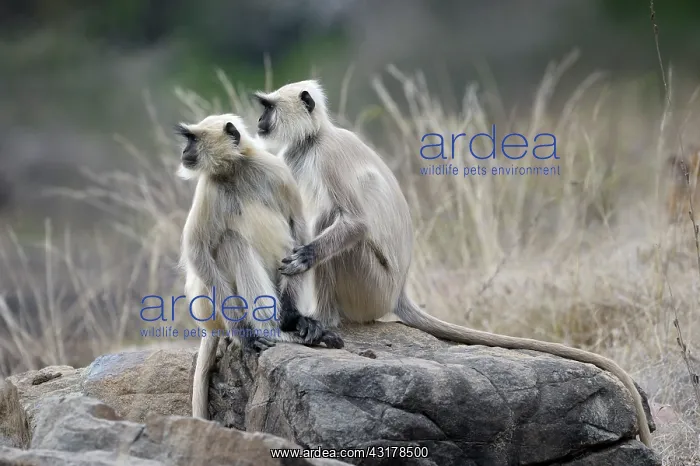 : Two Langur sitting on a rock : Two Langur sitting on a rock