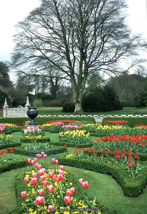 : LANHYDROCK GARDEN - formal tulips : LANHYDROCK GARDEN - formal tulips