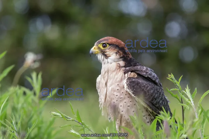 : Lanner Falcon : Lanner Falcon