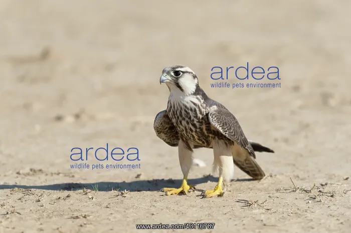 : Lanner Falcon : Lanner Falcon