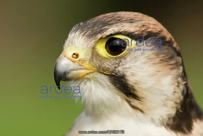 : Lanner Falcon : Lanner Falcon