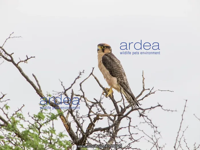 : Lanner Falcon : Lanner Falcon
