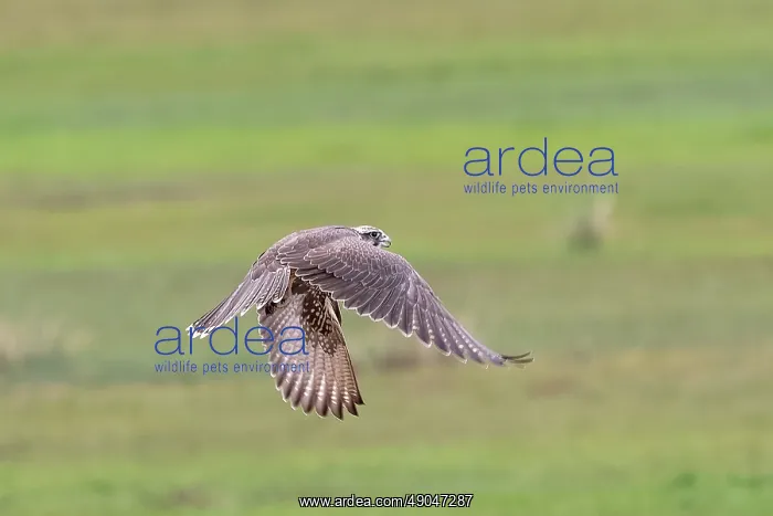 : Lanner falcon : Lanner falcon