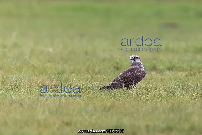 : Lanner falcon : Lanner falcon