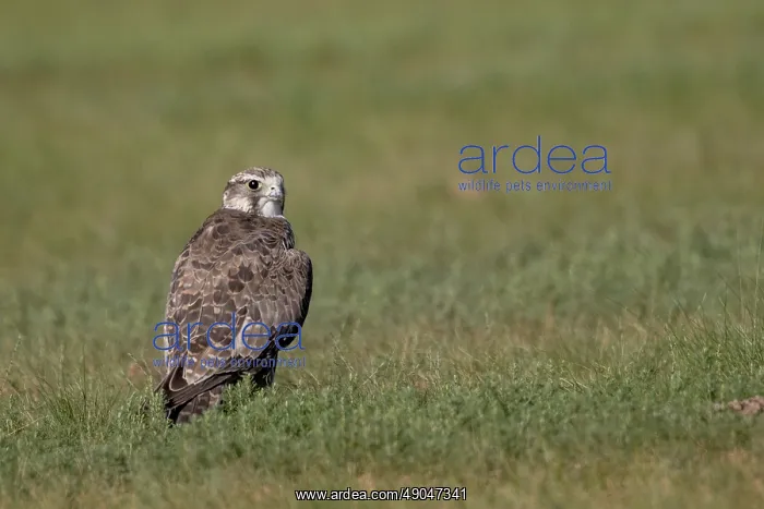 : Lanner falcon : Lanner falcon