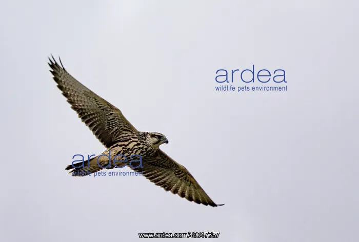 : Lanner falcon : Lanner falcon