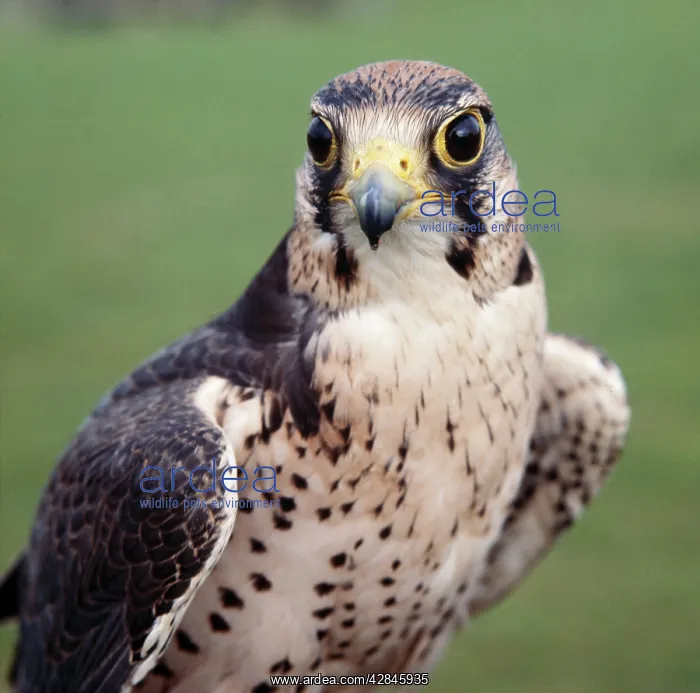 : LANNER FALCON - head facing, both eyes visible : LANNER FALCON - head facing, both eyes visible