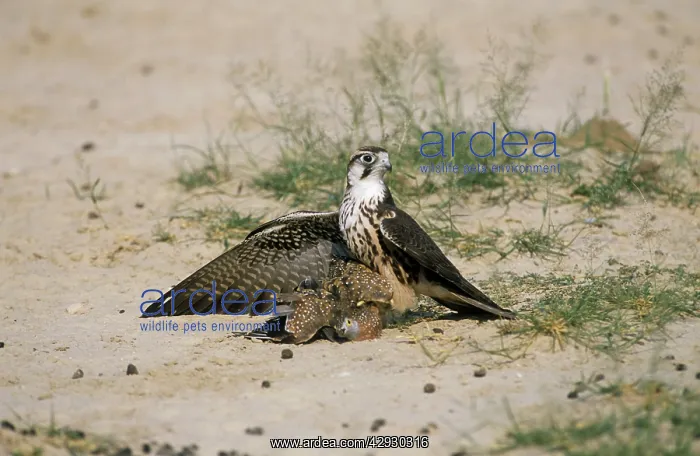 : Lanner Falcon - immature with sandgrouse prey : Lanner Falcon - immature with sandgrouse prey