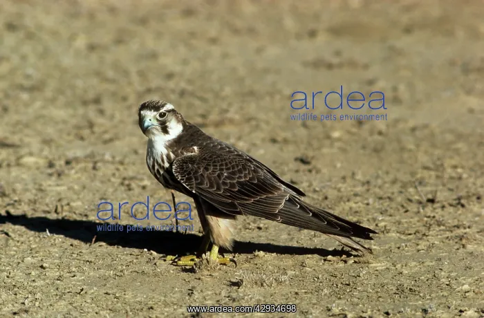 : LANNER FALCON - JUVENILE : LANNER FALCON - JUVENILE