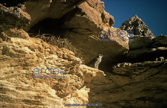 : Lanner Falcon - at nest site on rock face : Lanner Falcon - at nest site on rock face