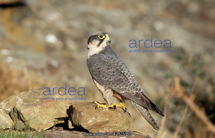 : Lanner FALCON - perching on rock : Lanner FALCON - perching on rock