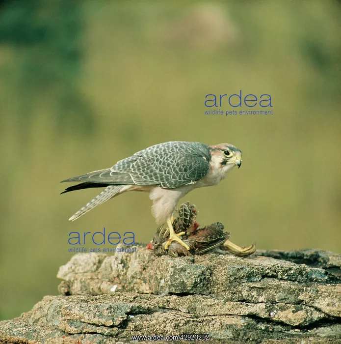 : Lanner Falcon - with prey : Lanner Falcon - with prey