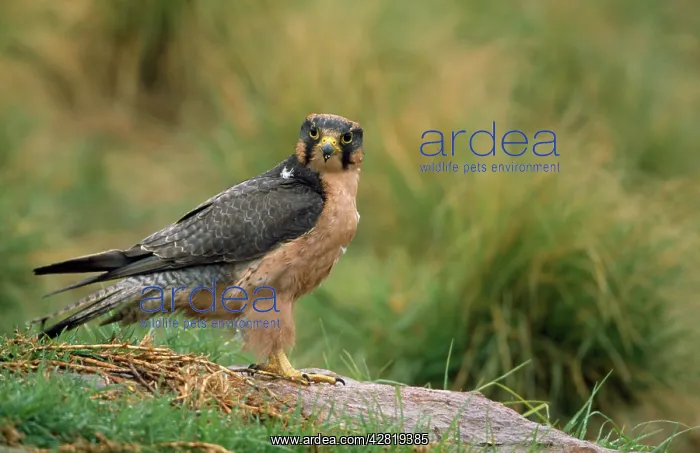 : Lanner FALCON - side view, head facing forward : Lanner FALCON - side view, head facing forward