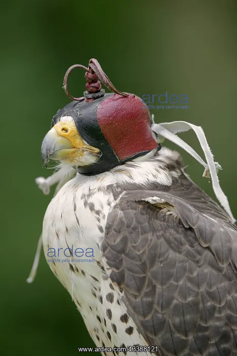 : Lanner or Lanner falcon (Falco biarmicus), mating : Lanner or Lanner falcon (Falco biarmicus), mating