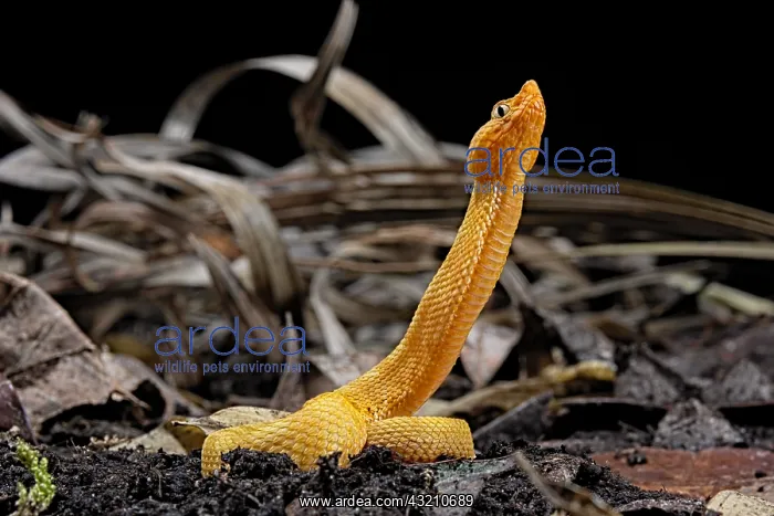 : Lansberg's gold hognosed pitviper (Porthidium lansbergii : Lansberg's gold hognosed pitviper (Porthidium lansbergii