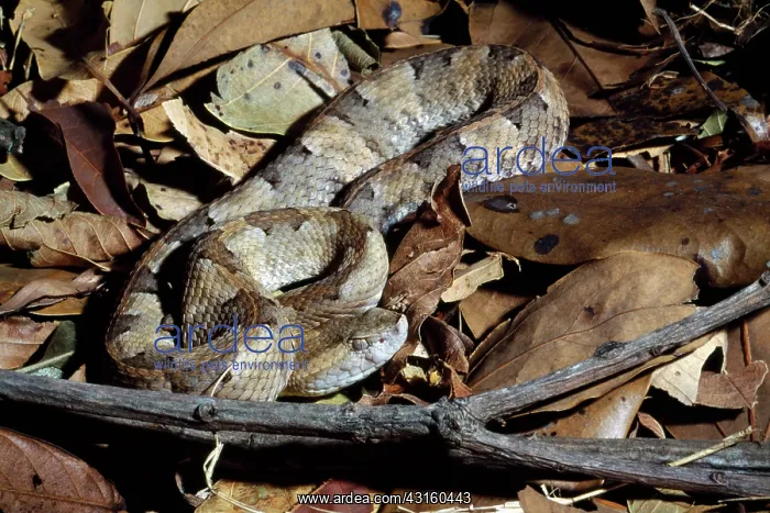 : Lansberg's hognosed pitviper : Lansberg's hognosed pitviper