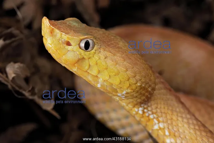 : Lansberg's hognosed pitviper (Porthidium lansbergii) : Lansberg's hognosed pitviper (Porthidium lansbergii)