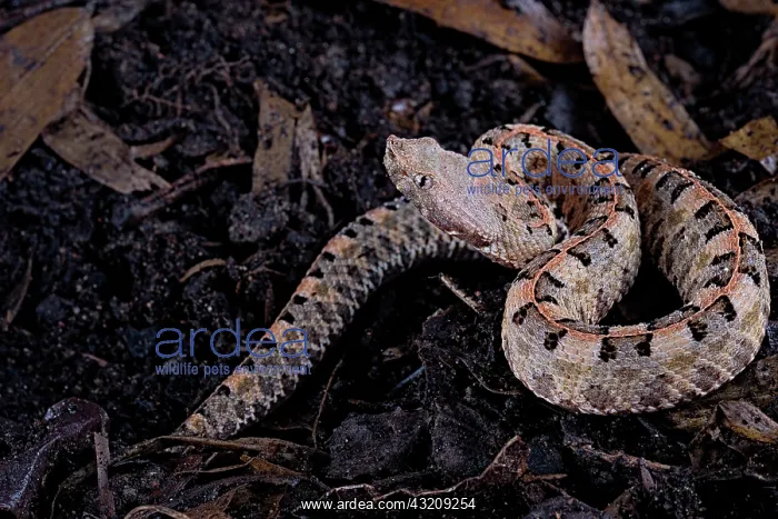: Lansberg's hognosed pitviper (Porthidium lansbergii) : Lansberg's hognosed pitviper (Porthidium lansbergii)