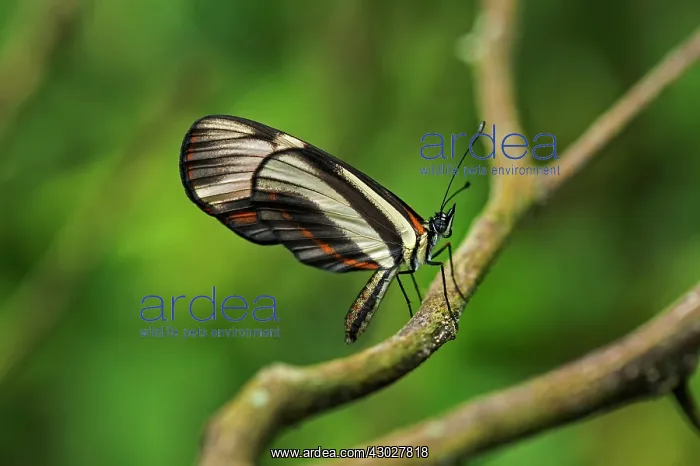 : Lansdorf's Crescent / False Erato, mimic of Heliconius : Lansdorf's Crescent / False Erato, mimic of Heliconius