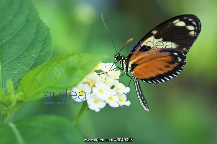  : Lantana. Heliconius hecale zuleika butterfly feeding on clustered white