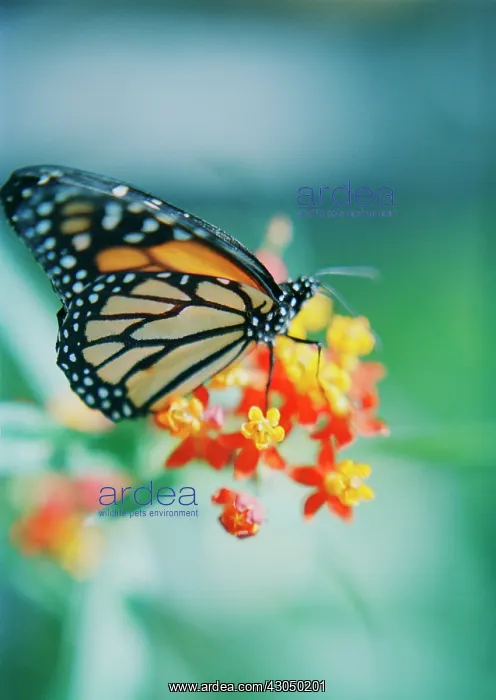 : Lantana, Lantana camara : Lantana, Lantana camara