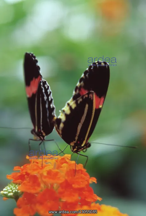 : Lantana, Lantana camara : Lantana, Lantana camara