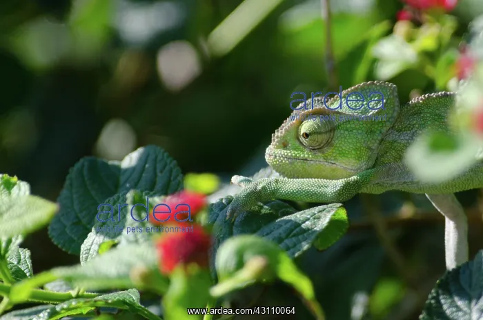 : Lantana. Common Chameleon (Chamaeleo chamaeleon) hunting in Lantana bush (Lantana camara) : Lantana. Common Chameleon (Chamaeleo chamaeleon) hunting in Lantana bush (Lantana camara)