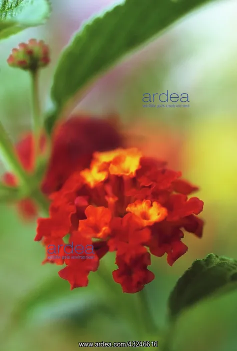 : Lantana, Lantana camara : Lantana, Lantana camara
