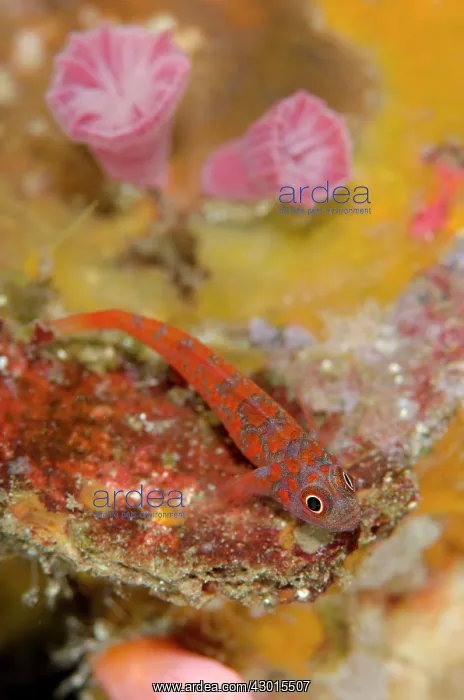 : Lantana Dwarfgoby : Lantana Dwarfgoby