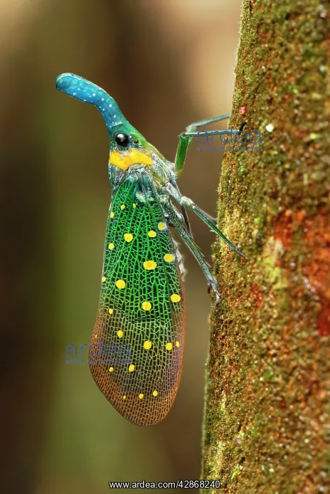 : Lantern Bug : Lantern Bug