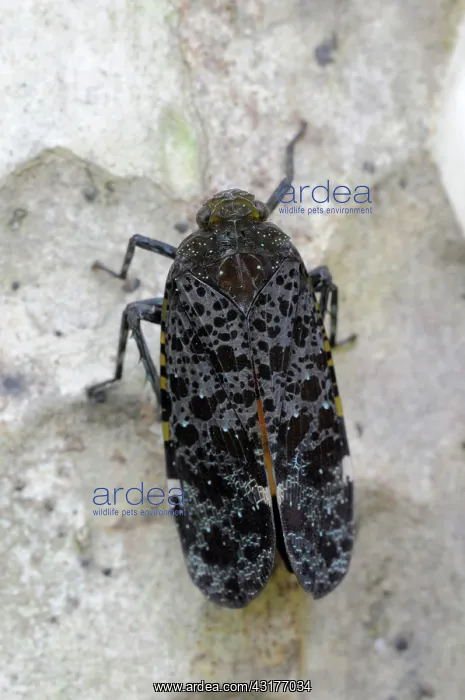 : Lantern Bug : Lantern Bug
