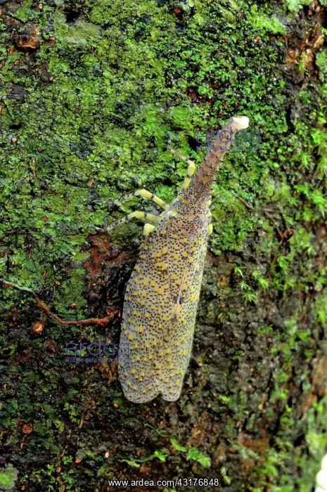 : Lantern Fly : Lantern Fly