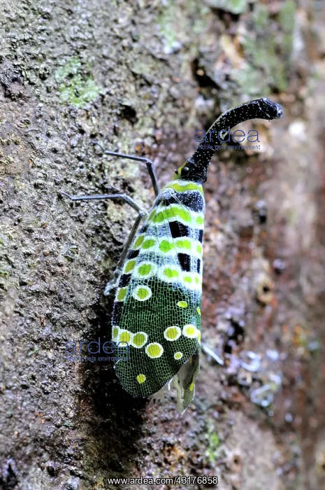 : Lantern Fly : Lantern Fly