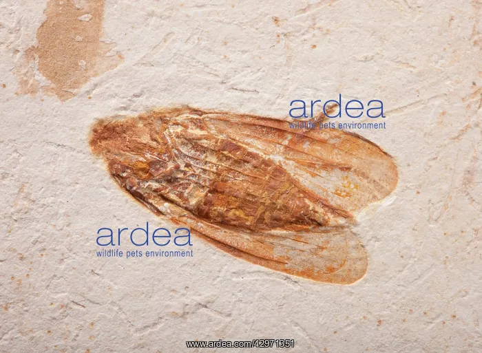 : Lantern Fly Fossil : Lantern Fly Fossil