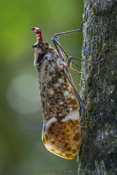 : Lantern Fly / Lantern Bug (Phrictus moebiusi) Fulgoridae : Lantern Fly / Lantern Bug (Phrictus moebiusi) Fulgoridae