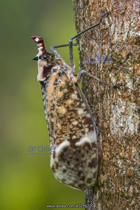 : Lantern Fly / Lantern Bug (Phrictus moebiusi) Fulgoridae : Lantern Fly / Lantern Bug (Phrictus moebiusi) Fulgoridae