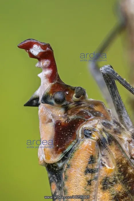 : Lantern Fly / Lantern Bug (Phrictus moebiusi) Fulgoridae : Lantern Fly / Lantern Bug (Phrictus moebiusi) Fulgoridae