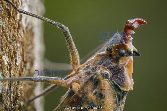 : Lantern Fly / Lantern Bug (Phrictus moebiusi) Fulgoridae : Lantern Fly / Lantern Bug (Phrictus moebiusi) Fulgoridae