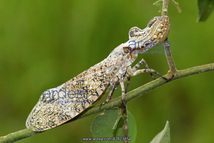 : Lantern fly - (Machaca) : Lantern fly - (Machaca)