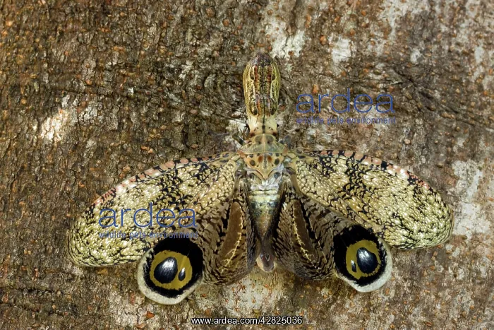  : Lantern fly - (Machaca) - Tropical dry forest -