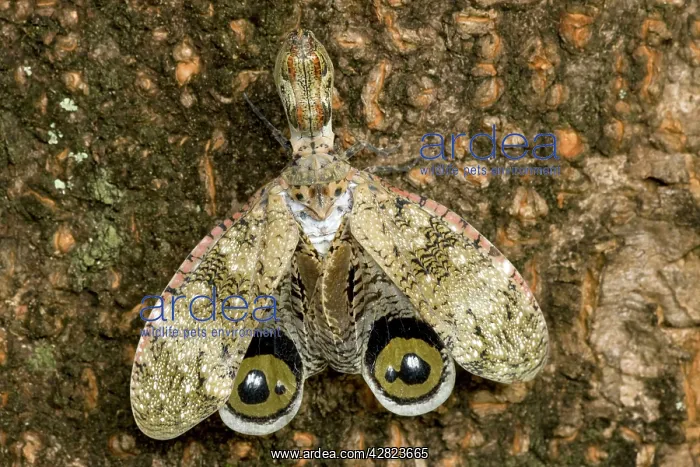 : Lantern fly - (Machaca) - Tropical dry forset - : Lantern fly - (Machaca) - Tropical dry forset -