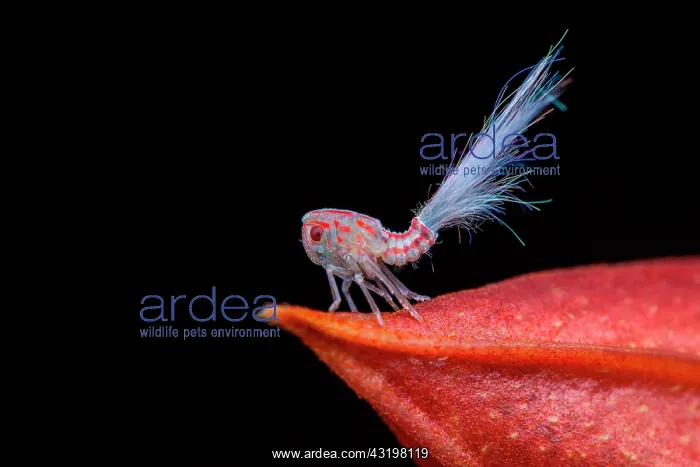 : Lantern fly (Nogodinidae sp) nymph on black background : Lantern fly (Nogodinidae sp) nymph on black background